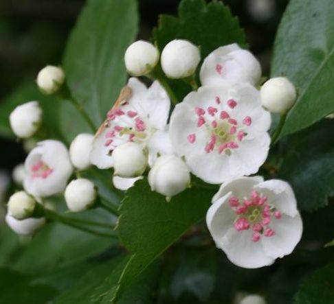 CRATEGUS OXYACANTHA.JPG